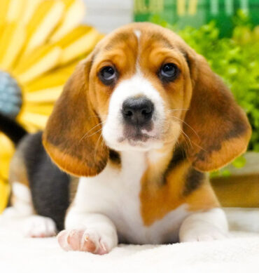 Beagle