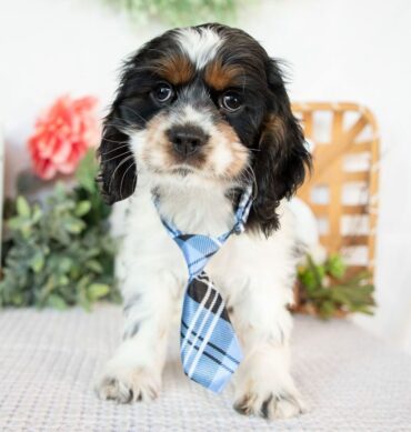 Cocker spaniel inglés