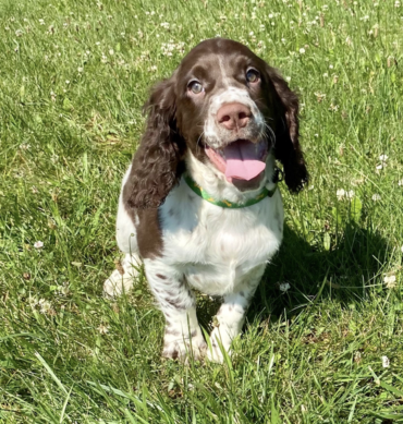 Springer spaniel inglés
