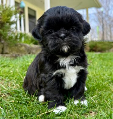 Shih Tzu