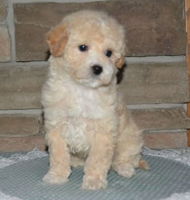 Bichonpoo