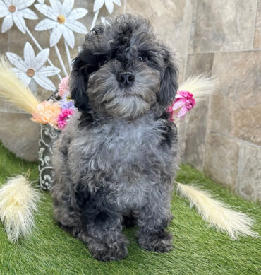 Caniche Estándar