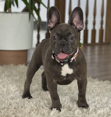 Bulldog francés