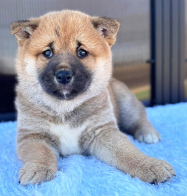Shiba Inu
