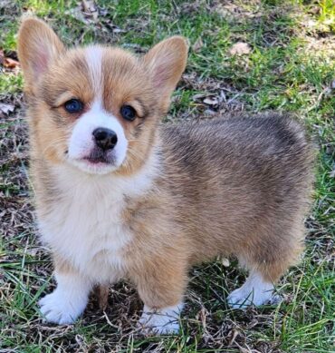 Corgi galés de Pembroke