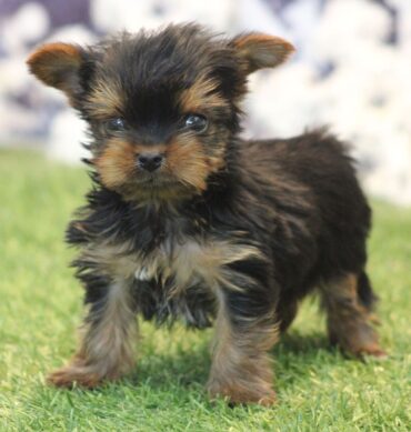 Yorkshire Terrier