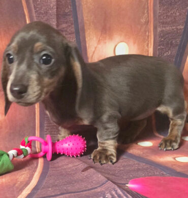 Perro salchicha / Dachshund