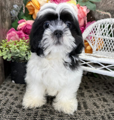 Archer ( Macho )