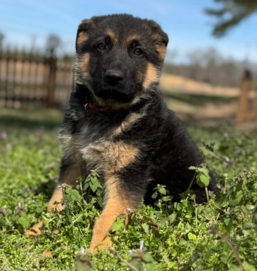 Asher ( Macho )