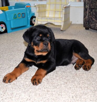 Atlas ( Macho )
