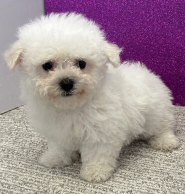 Bichón frisé