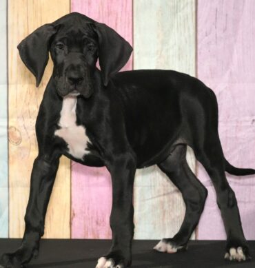 Bailey ( Hembra )