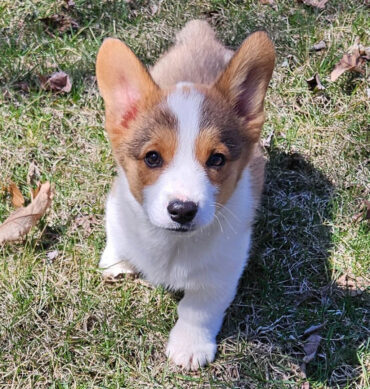 Bandit ( Macho )
