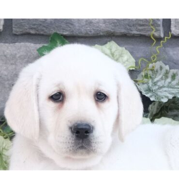 Labrador Retriever