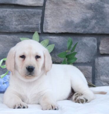 Baxter ( Macho )