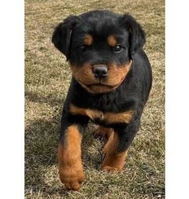Bear ( Macho )