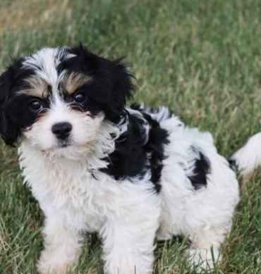 Cavachon