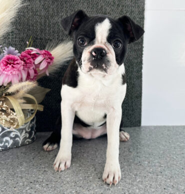Terrier de Boston