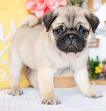 Pug / Carlino