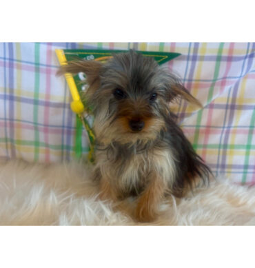 Benji ( Macho )