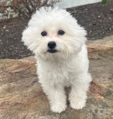 Benny ( Macho )
