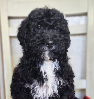 Labradoodle