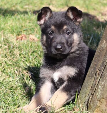 Blake ( Macho )