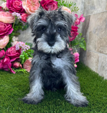 Schnauzer Miniatura