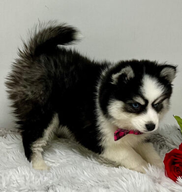 Pomsky