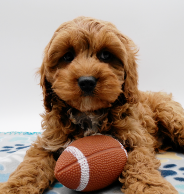 Brady ( Macho )