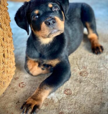 Bruno ( Macho )