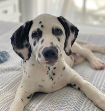 Canela ( Hembra )