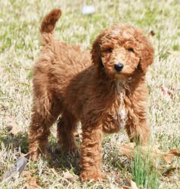 Caniche Miniatura