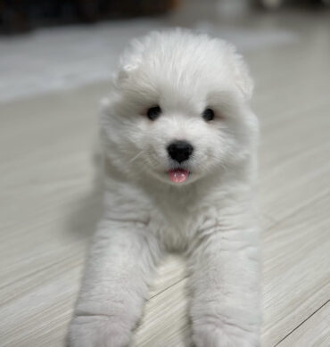 Samoyedo