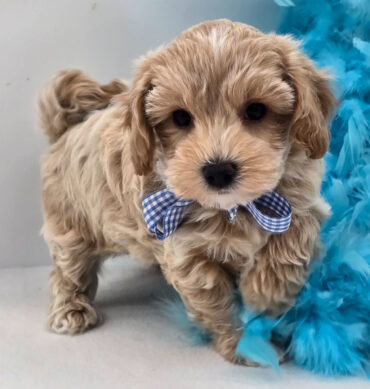 Charlee ( Macho )