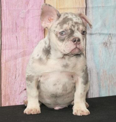 Charlie ( Macho )