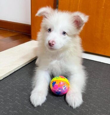Border Collie