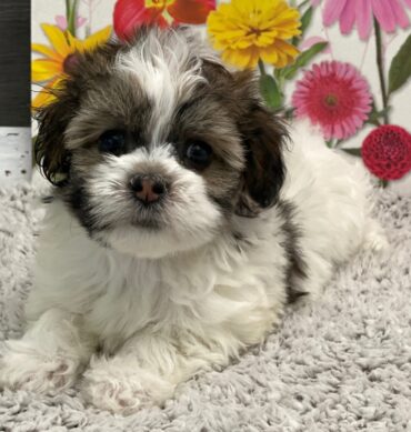 Bichón Habanero