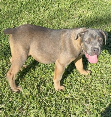 Cane Corso