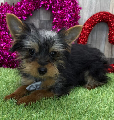 Clover ( Macho )
