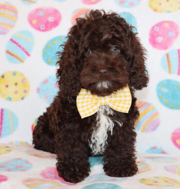 Cocoa Bear ( Macho )