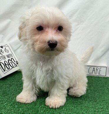 Maltipoo