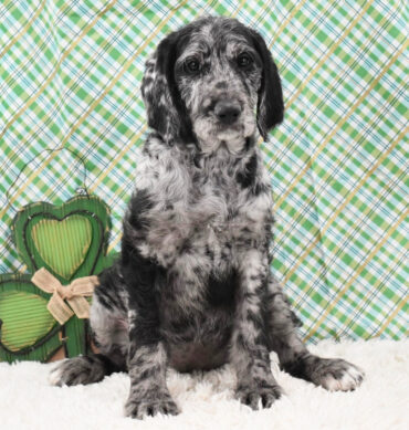 Daffney ( Hembra )
