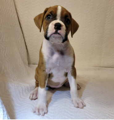 Boxer
