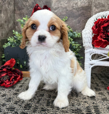 Cavalier King Charles Spaniel