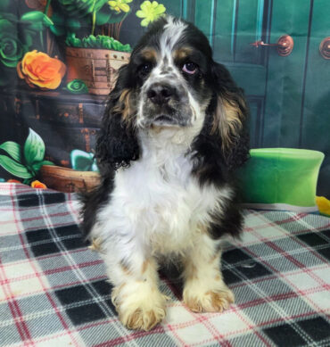 Drayco ( Macho )