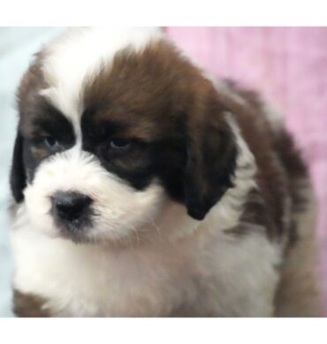 Duke ( Macho )