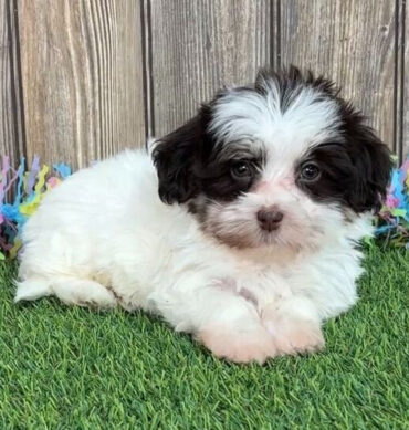 Edgar ( Macho )