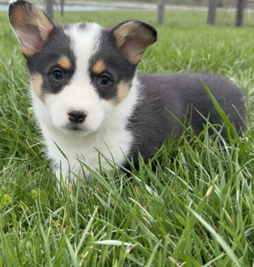 Elsie ( Hembra )