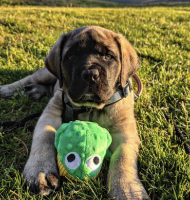Enzo ( Macho )